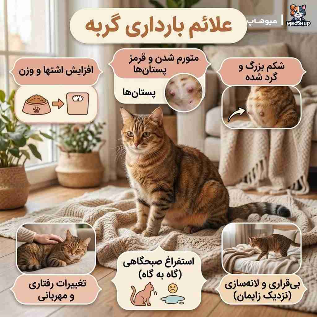 اولین علائم گربه باردار چیست؟