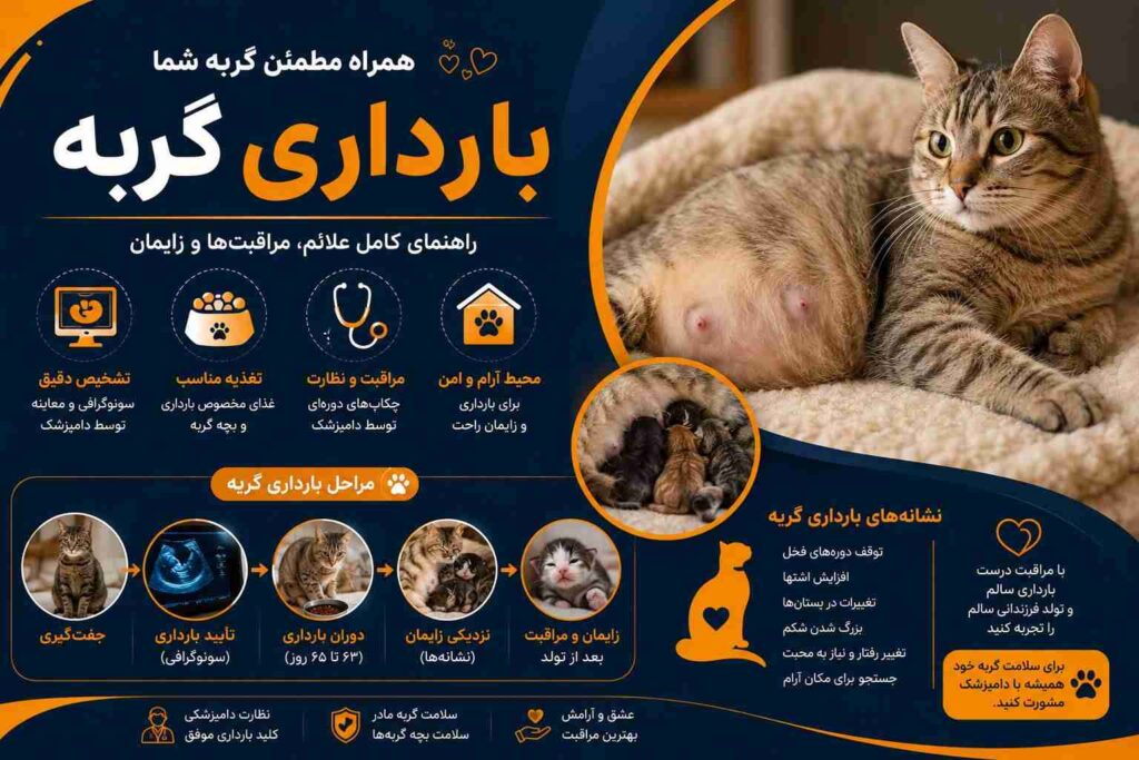 علائم بارداری گربه