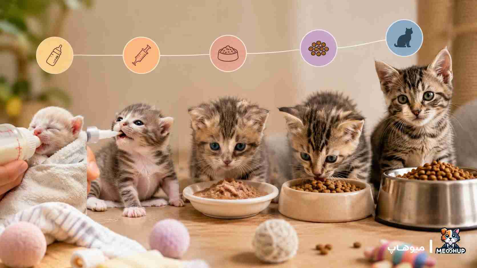 غذای بچه گربه