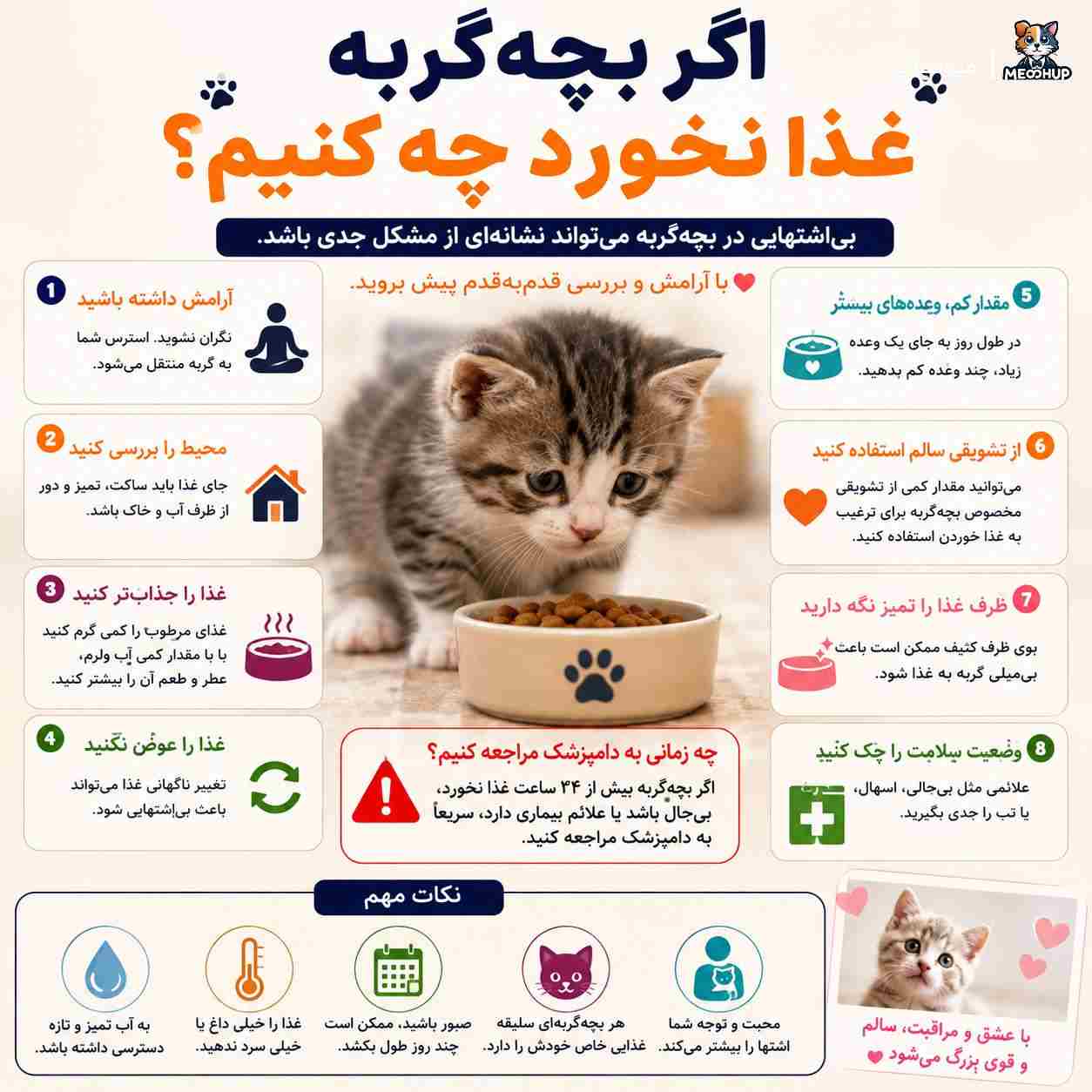  اگر بچه‌گربه غذا نخورد چه کنیم؟
