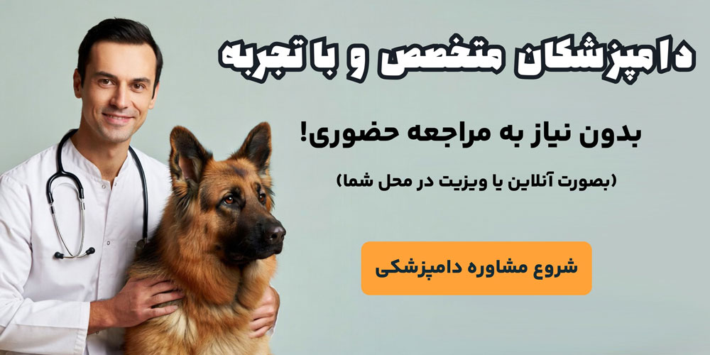 دامپزشک سگ ژرمن شپرد
