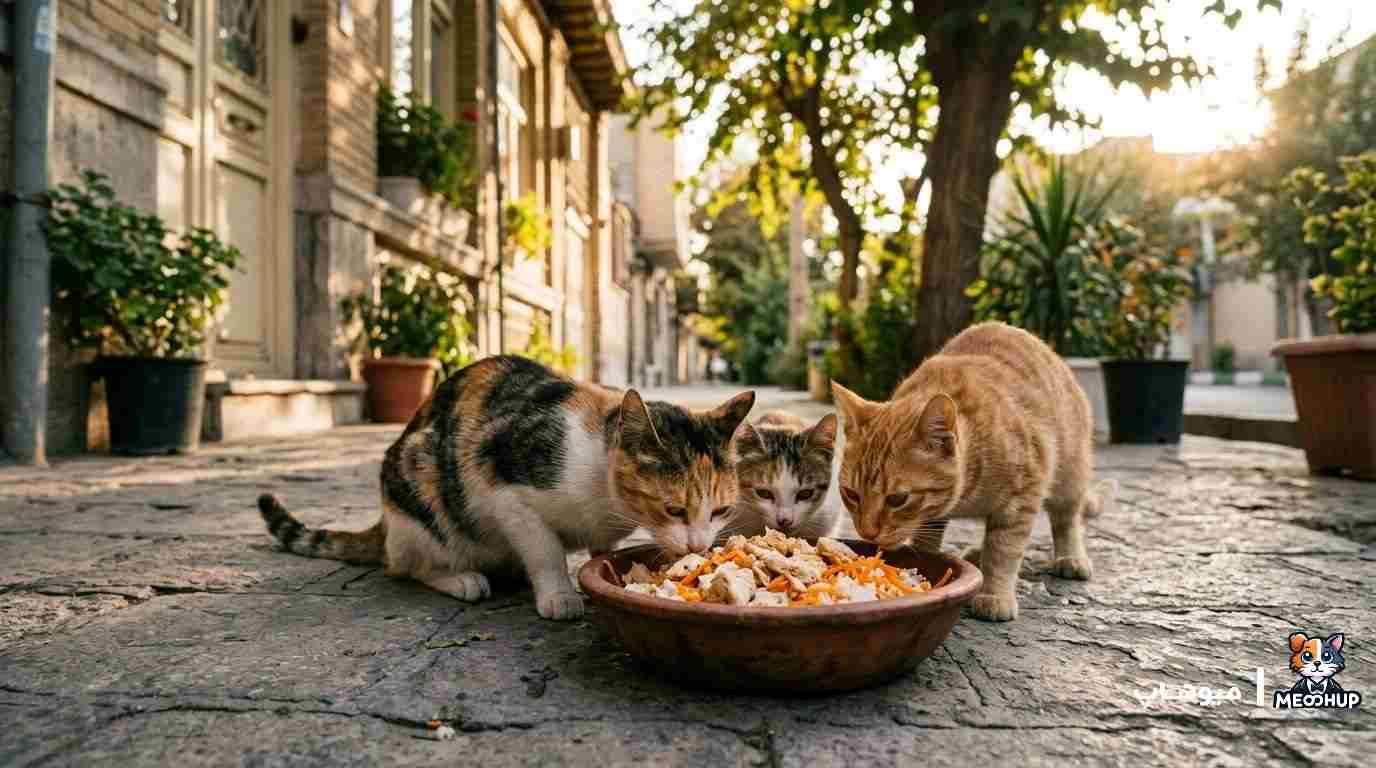 غذای گربه های خیابانی
