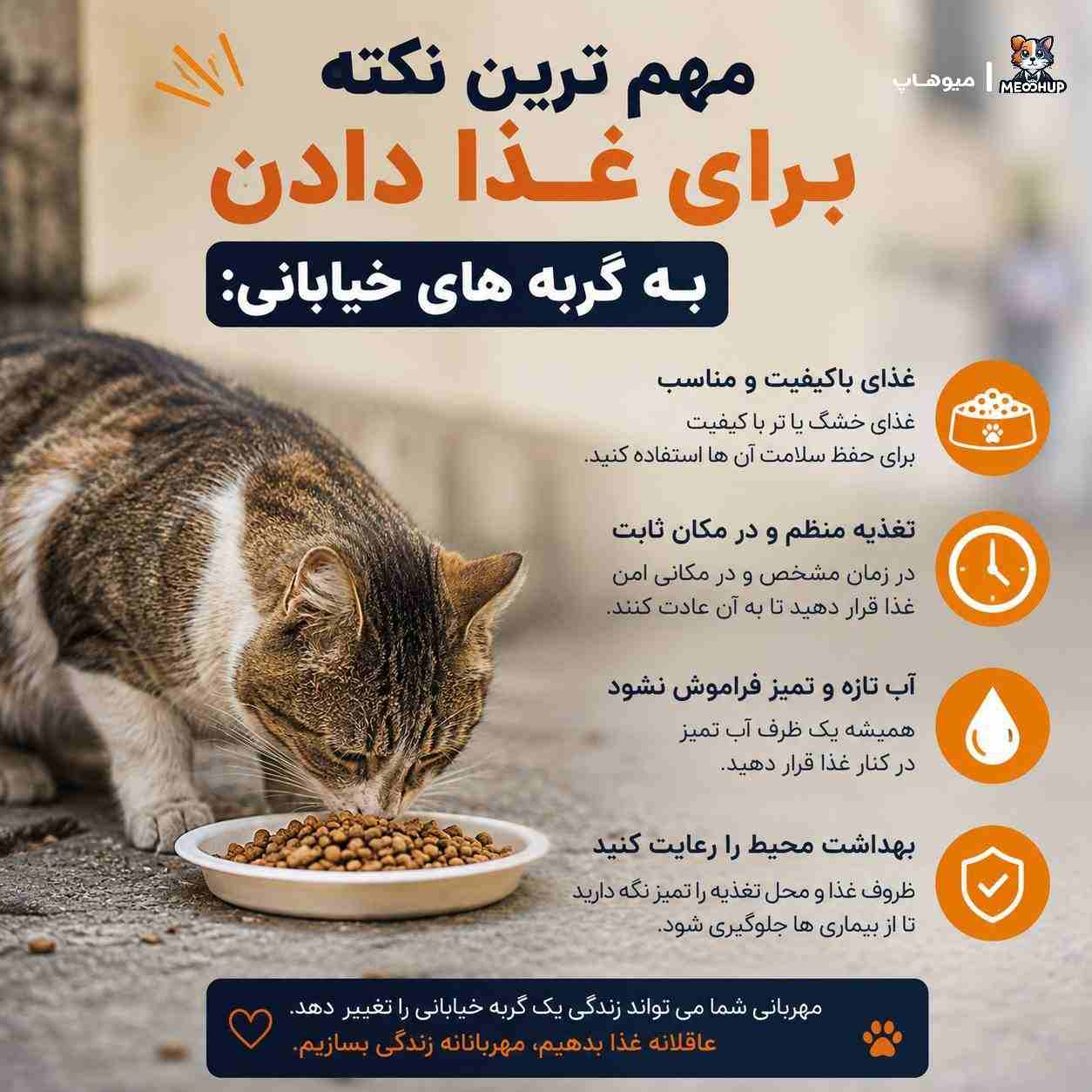 مهم ترین نکته برای غذا دادن به گربه های خیابانی