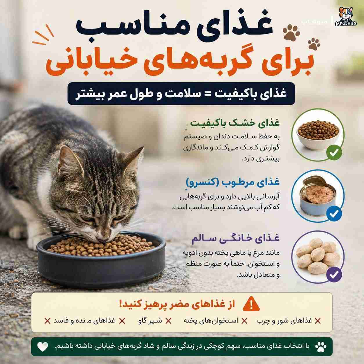 غذای مناسب برای گربه‌های خیابانی