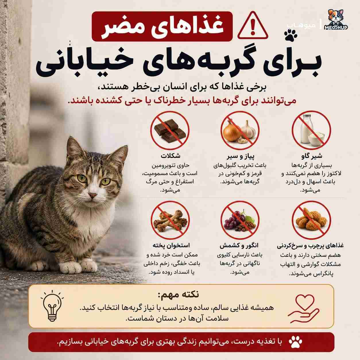 غذاهای مضر برای گربه‌های خیابانی