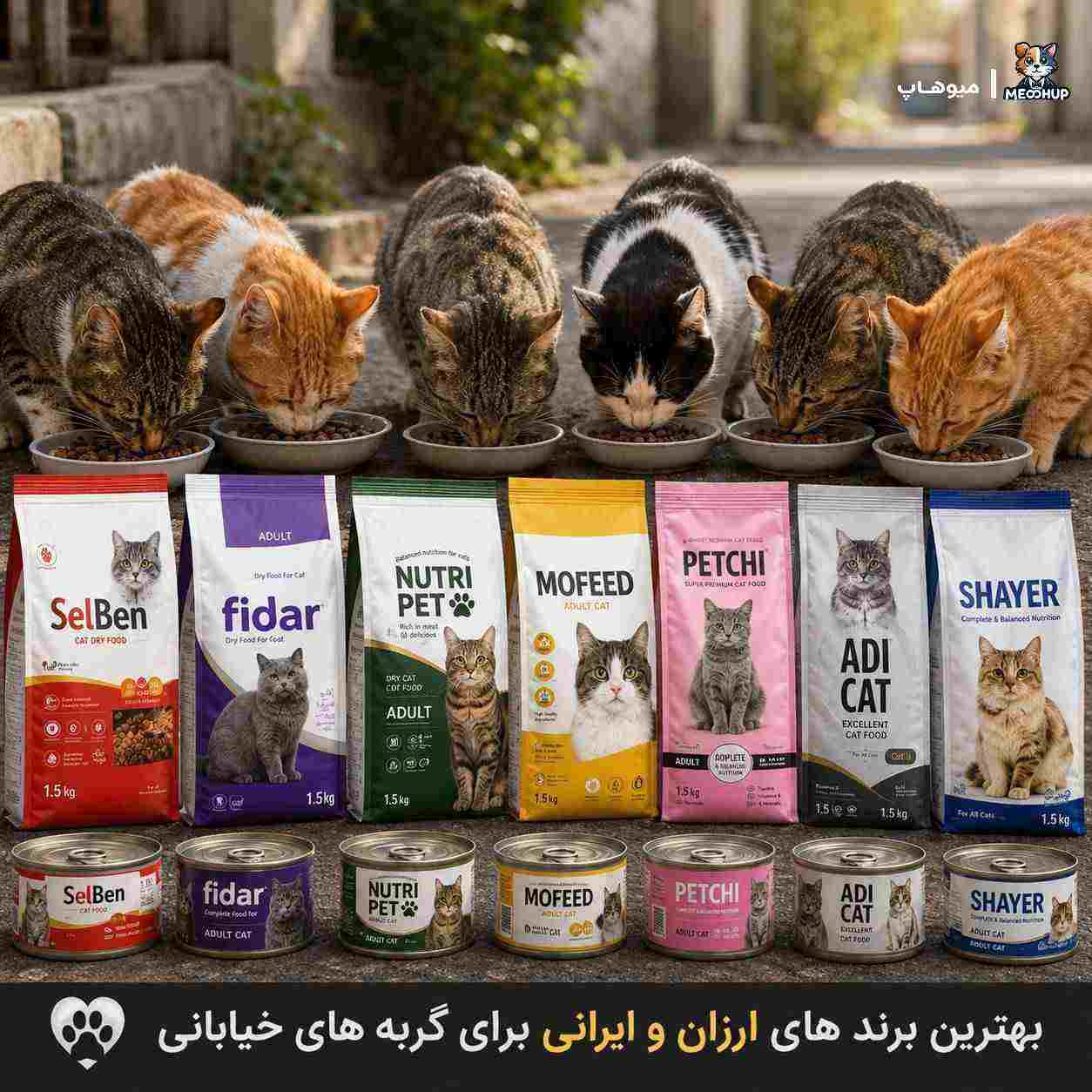 غذای گربه های خیابانی