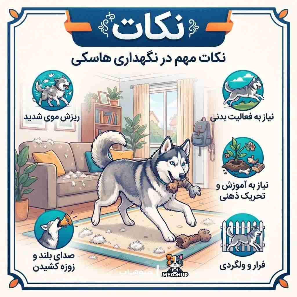 چالش‌ها و نکات مهم نگهداری سگ هاسکی