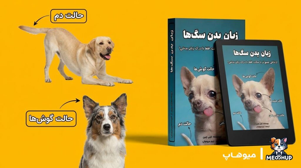 زبان بدن سگ