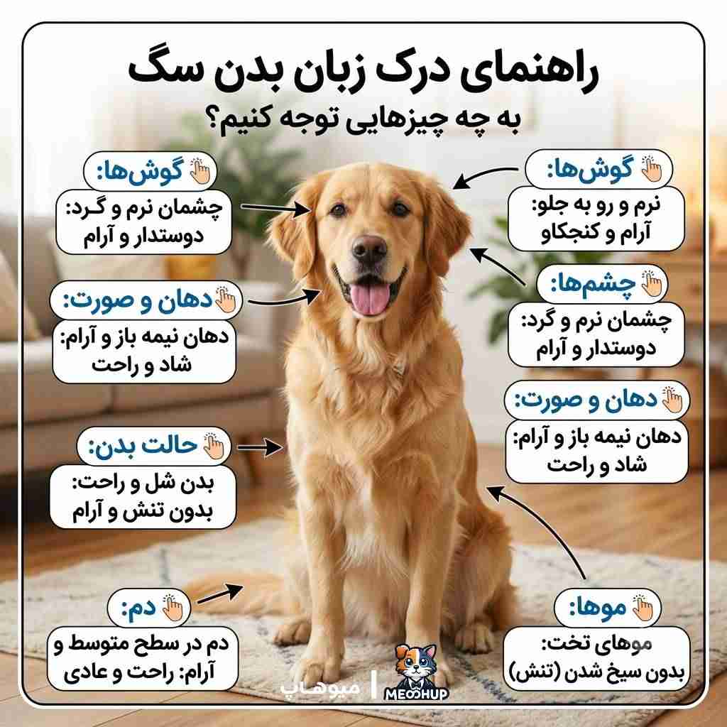 زبان بدن سگ چیست و چگونه آن را بخوانیم؟