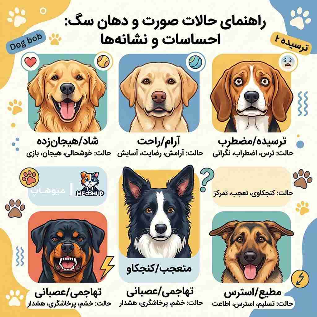  دهان و حالت صورت سگ چه چیزی را نشان می‌دهد؟