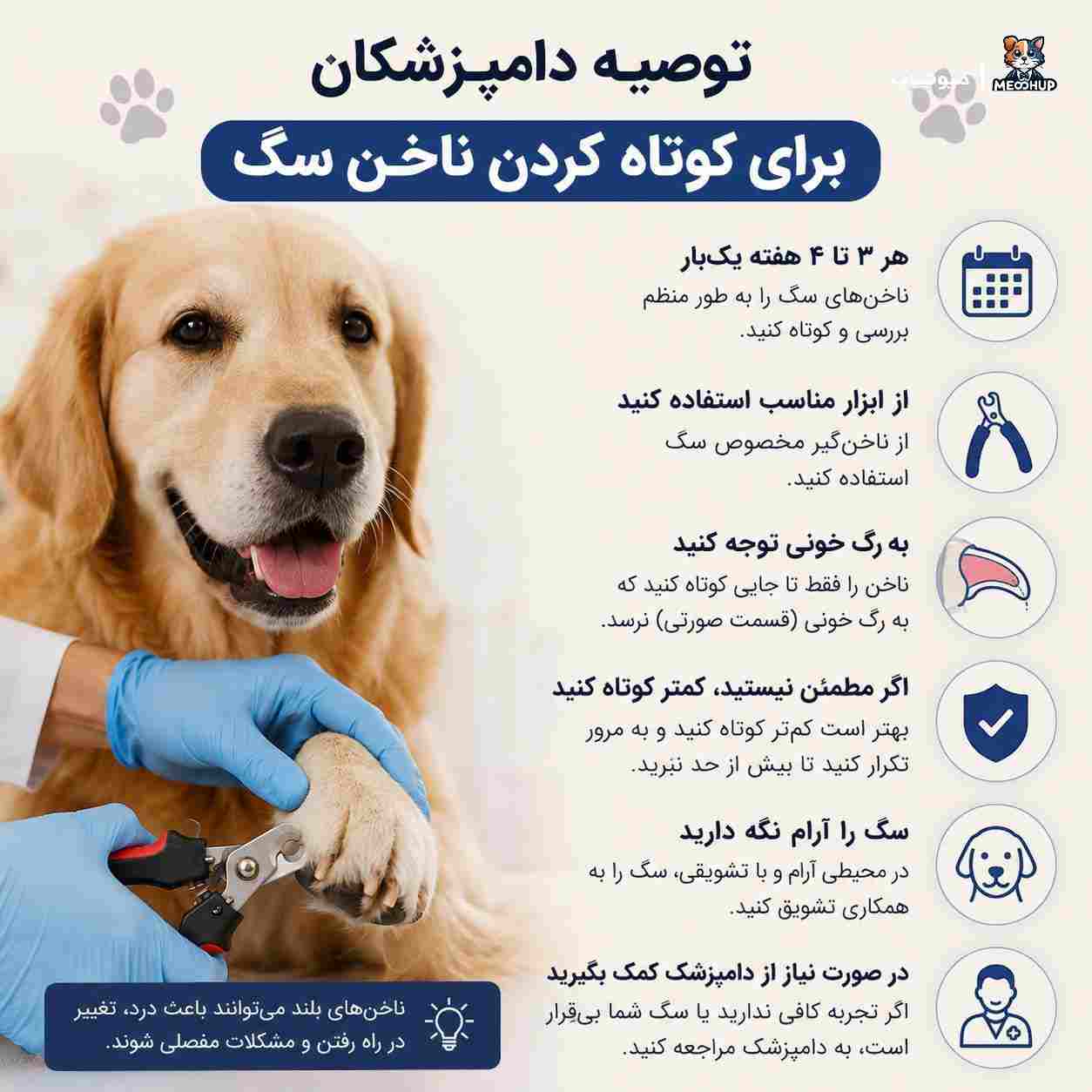 توصیه دامپزشکان برای کوتاه کردن ناخن سگ