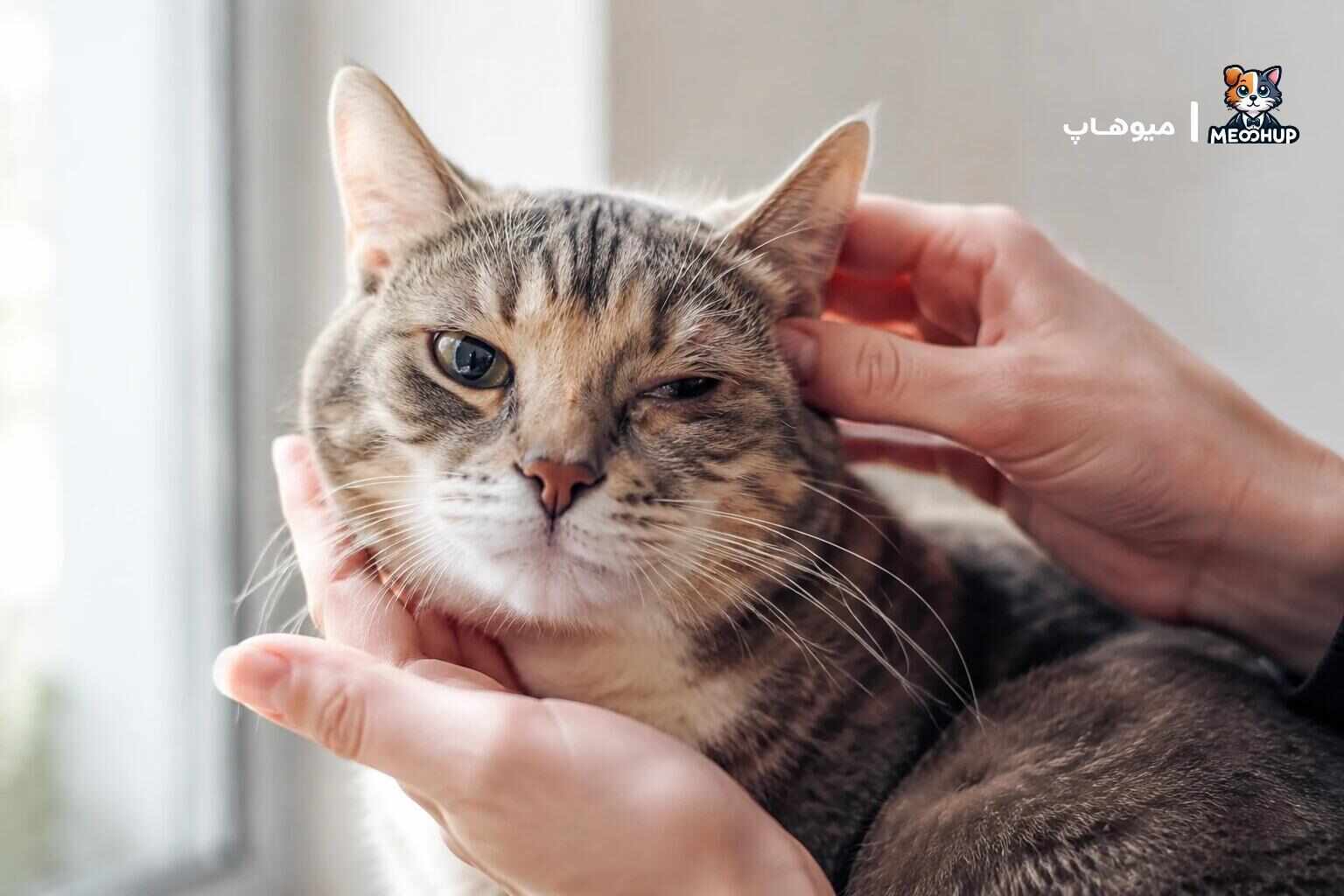 عفونت چشم گربه