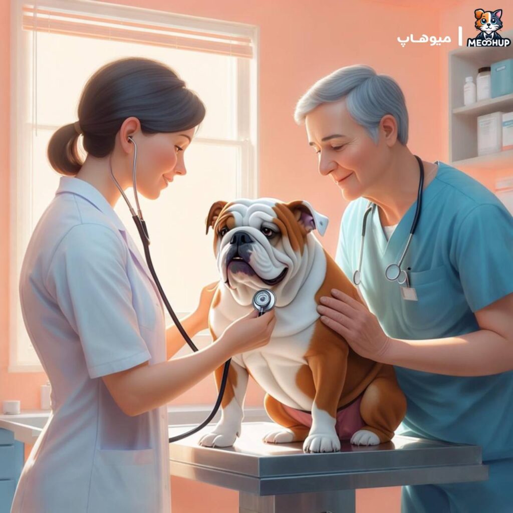 چرا مشاوره دامپزشکی قبل از جراحی حیاتی است؟