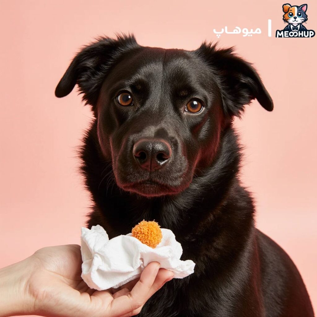 دامپزشک فوری آنلاین چیست و چه زمانی باید فوراً مشاوره بگیری؟