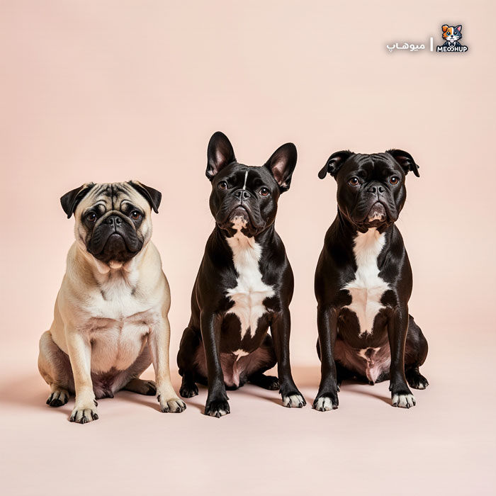 مشاوره دامپزشکی قبل از جراحی سگ؛ نژادهای حساس به بیهوشی