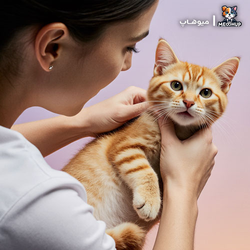 بیماریهای رایج گربهها و نقش دامپزشک گربه در پیشگیری