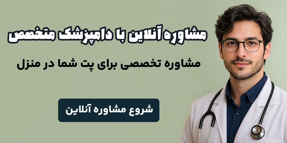 مشاوره دامپزشکی آنلاین کامل درمان بی اشتهایی گربه در خانه