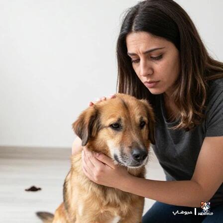 دلایل اصلی استفراغ سگ