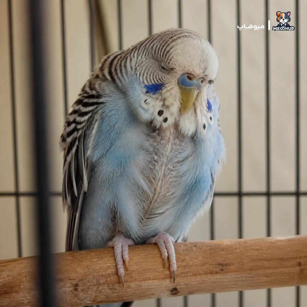 چه زمانی پف کردن پرنده و بیحالی خطرناک است؟