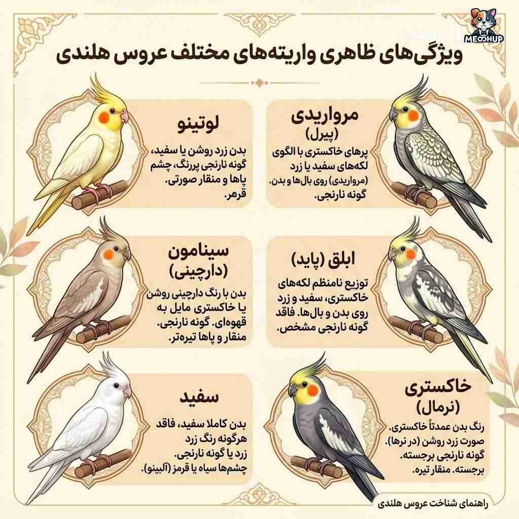 ویژگیهای ظاهری عروس هلندی