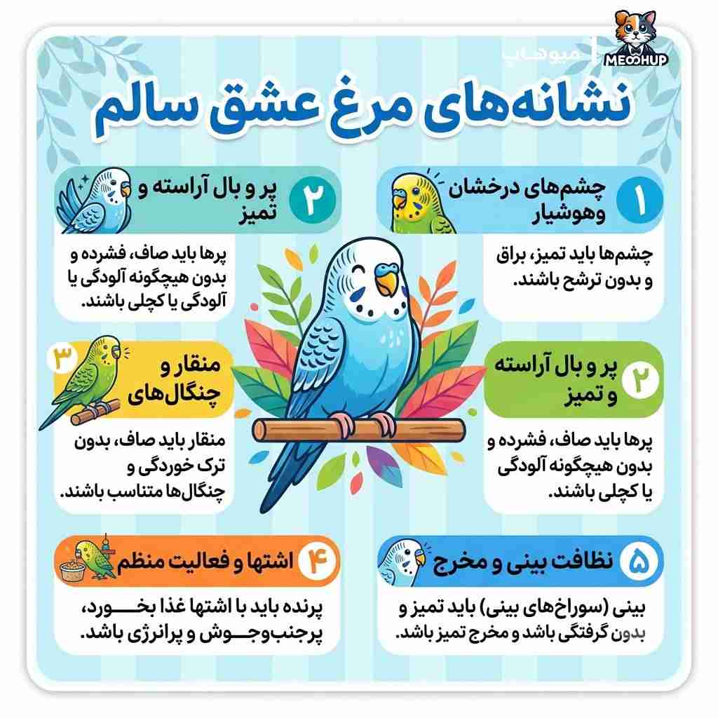 نشانههای مرغ عشق سالم چیست؟
