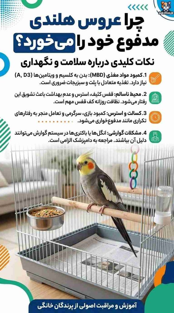 چرا عروس هلندی مدفوع خود را میخورد؟