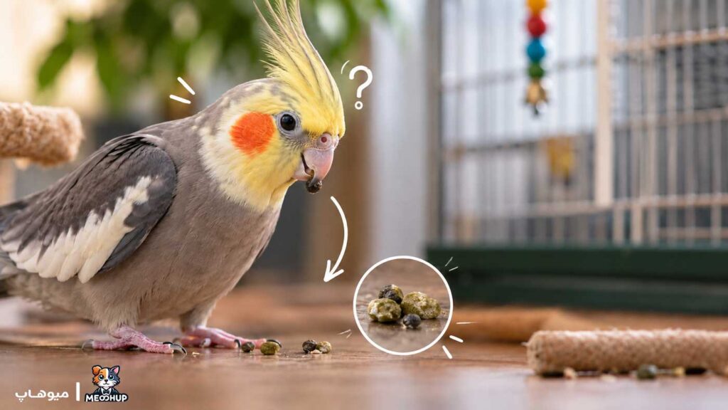 آموزش برای پت ها